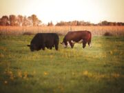 Trámites a distancia para el traslado internacional de animales y material reproductivo