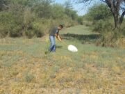 Monitorean en campos del norte de San Luis la aparición de langostas