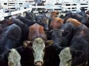 Nuevo record del precio real del novillo en décadas