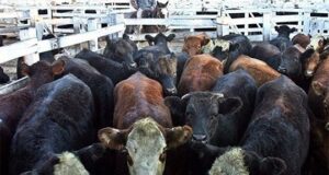 Nuevo record del precio real del novillo en décadas