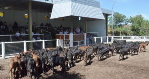 Remate de San Luis Feria: muchos compradores y valores de hasta $558 por terneros de 130-170 kilos