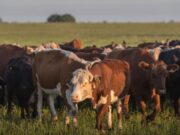 Ganadería: la sequía pone en la cuerda floja el stock de hembras