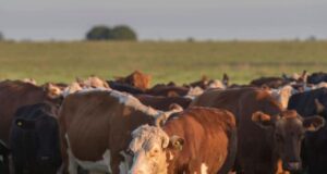 Ganadería: la sequía pone en la cuerda floja el stock de hembras