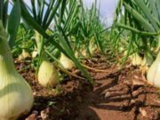 Se espera una súper producción de cebollas en Mendoza