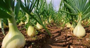 Se espera una súper producción de cebollas en Mendoza