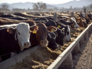 Feedlots con bajo encierre y altas pérdidas