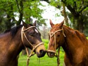 Sacrificio sanitario de un equino con Anemia Infecciosa en Candelaria, San Luis