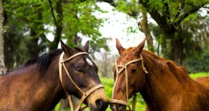 Sacrificio sanitario de un equino con Anemia Infecciosa en Candelaria, San Luis