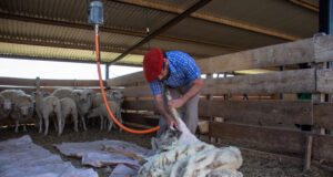 San Luis: dictarán un curso de esquila de ovejas certificado por Prolana