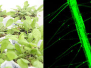 Identifican mecanismos genéticos de supervivencia de las plantas para superar las bajas temperaturas