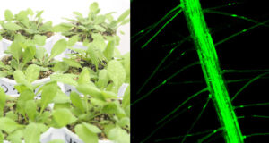 Identifican mecanismos genéticos de supervivencia de las plantas para superar las bajas temperaturas