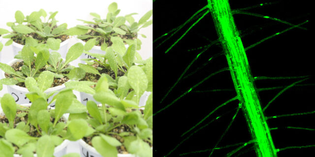 Imagen-2-Raíces-de-Arabidopsis