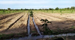 Abrió el plazo para presentar el trámite de Intención de Siembra Otoño – Invierno 2022