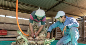 San Luis: dictaron un curso de esquila de ovejas certificado por Prolana