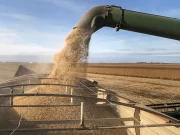 Cierran las exportaciones de aceite y harina de soja y subirían las retenciones