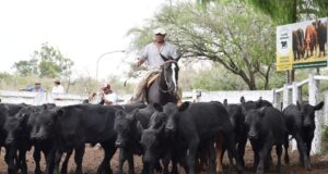 Se negoció en alza el valor de la hacienda en el remate de San Luis Feria