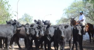 Valores muy firmes para los terneros livianos en el remate de San Luis Feria