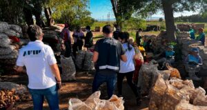 Detectaron explotación laboral en campos de papa en San Luis y Córdoba