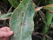 Senasa declaró la emergencia fitosanitaria por la plaga del pulgón amarillo del sorgo