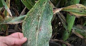 Senasa declaró la emergencia fitosanitaria por la plaga del pulgón amarillo del sorgo