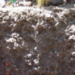 descompactacion – raíces1