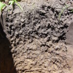 descompactacion – raíces2