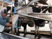 El tambo promedio argentino sigue con rentabilidad mínima