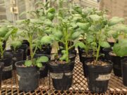 Crean papas que toleran mejor las sequías por medio de la biotecnología