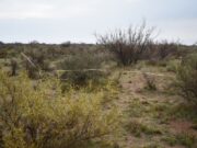 Con sensores remotos monitorean cambios en la vegetación de tierras secas