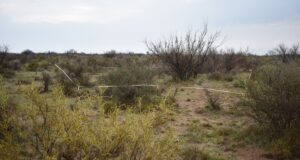Con sensores remotos monitorean cambios en la vegetación de tierras secas