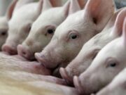 La producción porcina atraviesa una situación delicada: pérdida de rentabilidad y suba de insumos