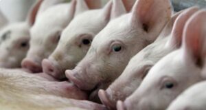 La producción porcina atraviesa una situación delicada: pérdida de rentabilidad y suba de insumos