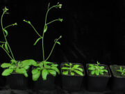 Las plantas transmiten una “memoria ambiental” a las nuevas generaciones