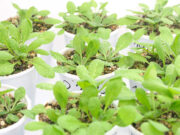 Las plantas “recuerdan” las temperaturas que experimentan durante el día, descubren científicos argentinos