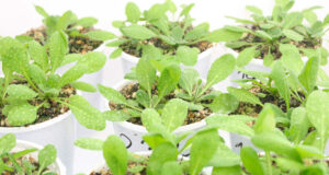 Las plantas “recuerdan” las temperaturas que experimentan durante el día, descubren científicos argentinos