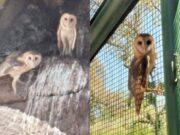 San Luis: liberaron a tres lechuzas de campanario