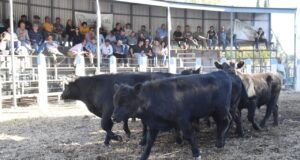Con valores muy firmes, San Luis Feria pisó fuerte en General Alvear, Mendoza