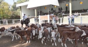 San Luis Feria remató 1.500 cabezas con valores importantes para la invernada pesada