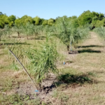 biocombustibles – acrocomia0