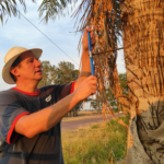 biocombustibles – acrocomia1