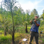biocombustibles – acrocomia2