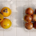 biocombustibles – frutos acrocomia