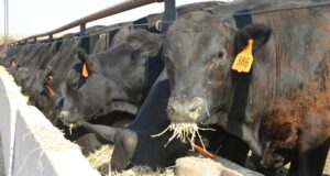 Los feedlots siguen mejorando su mala situación