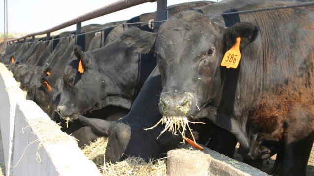 ganado-comiendo-forraje-en-feedlot