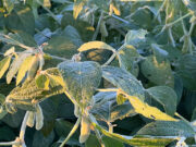 Las heladas tempranas se suman a una castigada campaña agrícola