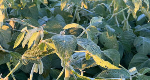 Las heladas tempranas se suman a una castigada campaña agrícola