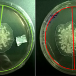 hormigas – 2 placas de petri