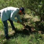 hormigas – JF excavando