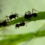 hormigas – destacada