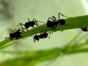 ¿Cómo deciden su menú las hormigas cortadoras?